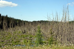 Swamp Land in Prince Albert National Park