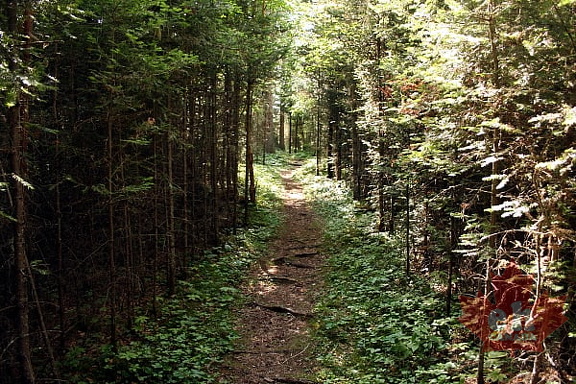 Dirt Trails in Prince Albert Park