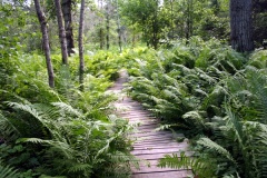 Valley of Ferns