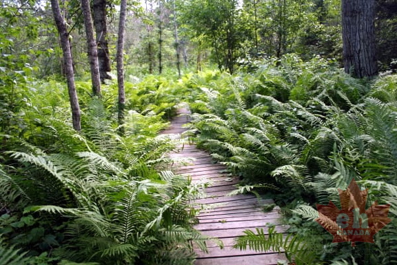 Valley of Ferns