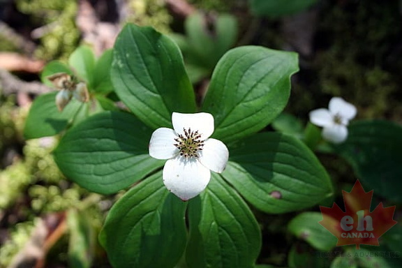 Flowers of Nature