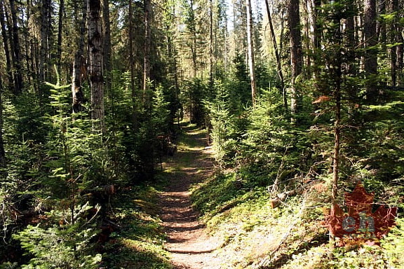Tree Trail in Prince Albert National Park