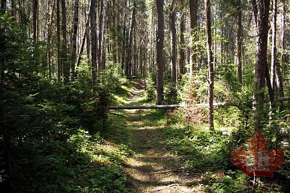 Shadow Hiking