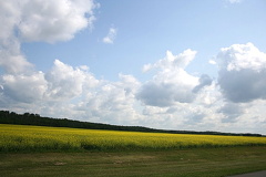 Canola Fields of Saskatchewan