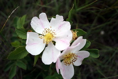 Floral Scents