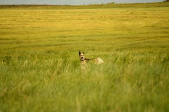 Grassland Hounds