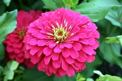 Community Flower Gardens