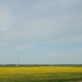 Canola Fields of the Battlefords