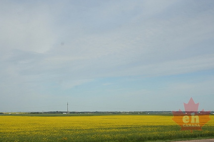 Canola Fields of the Battlefords