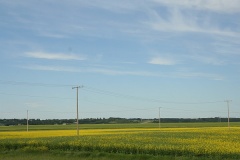 Canola Fields of the Battlefords