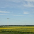 Canola Fields of the Battlefords