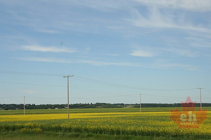 Canola Fields of the Battlefords