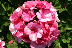 Queen Elizabeth Garden Flower