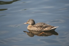 Ducks Unlimited in Regina