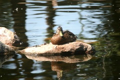 Ducks a Suntanning in Regina