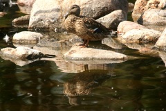 Ducks in the Mirror