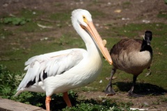Pelican & Goose in Regina