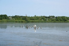 Pelican Island in Regina, Saskatchewan