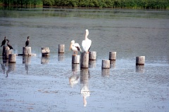 Display Ponds Pelican Sighting