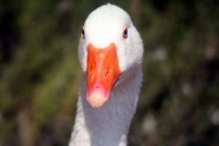 Birdwatching in Regina