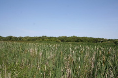 Wetlands of Regina