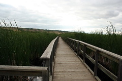Boardwalk Trail