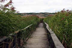 Nicolle Flats Marsh Trail