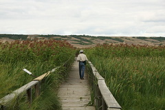 Birdwatching at Nicolle Flats Marsh
