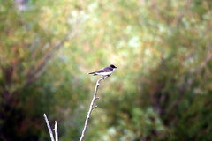 Birdwatching in Moose Jaw