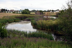 Creek Views