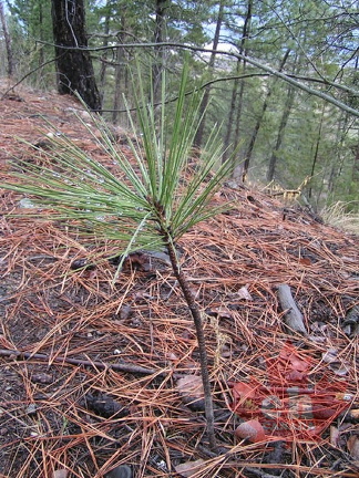 Rebirth of a Forest