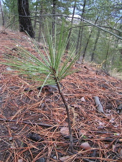 Rebirth of a Forest