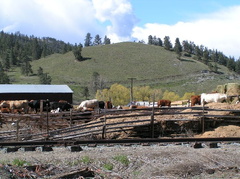 Cattle Ranch