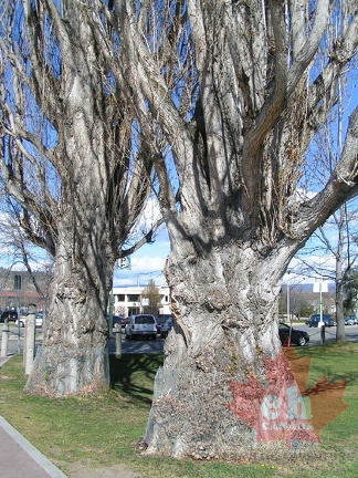 Big Old Trees