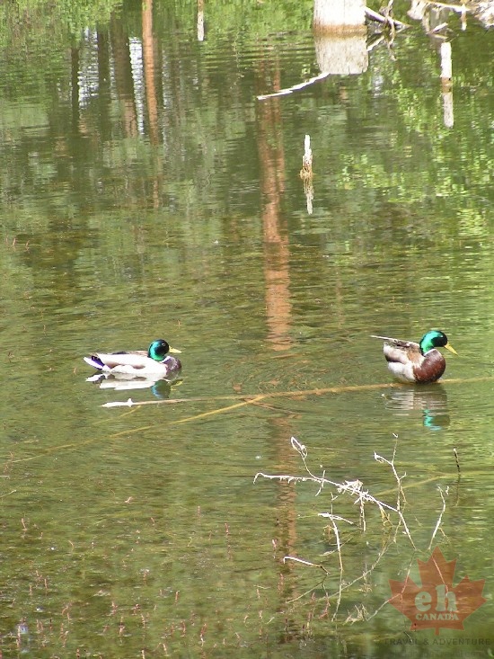 Ducks