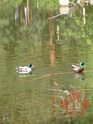Ducks
