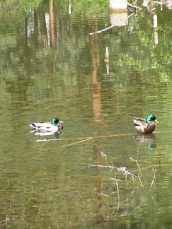 Ducks