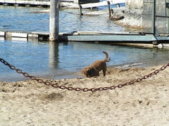 Gone to the Dogs