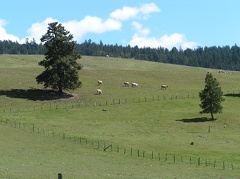 Farm Fields
