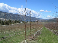 Oyama Orchards