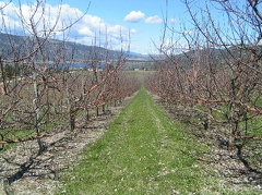 Orchard Rows