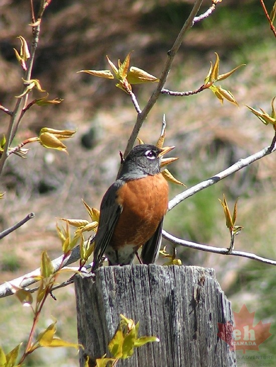Lake Country Robin