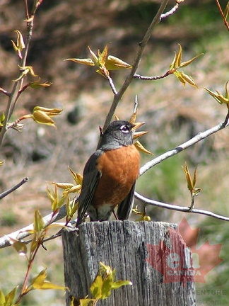 Lake Country Robin