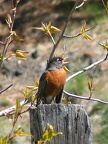 Lake Country Robin