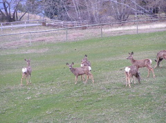 White Tail Deer