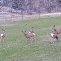 White Tail Deer
