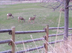 Wild Deer
