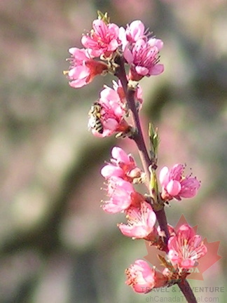 Pink Blooms