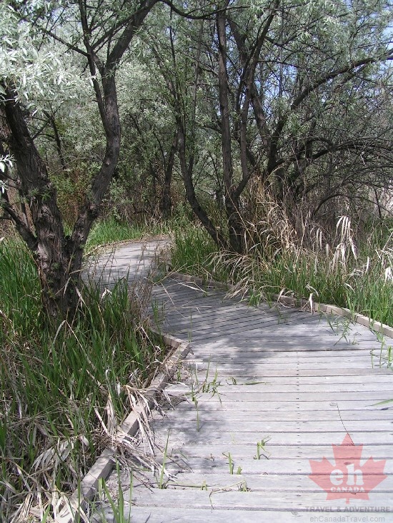 Wetlands
