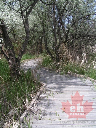 Wetlands